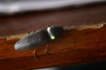/album/coleoptera/pyrophorus-noctilucus-2-jpg/